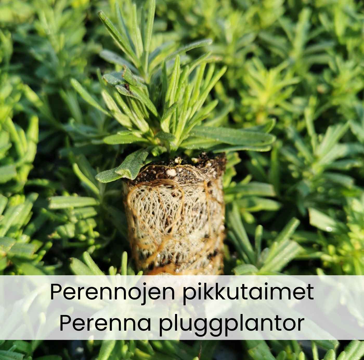 Perennojen pikkutaimet